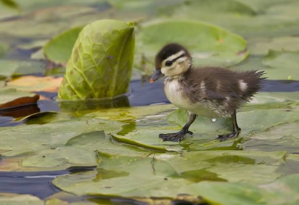 baby duck