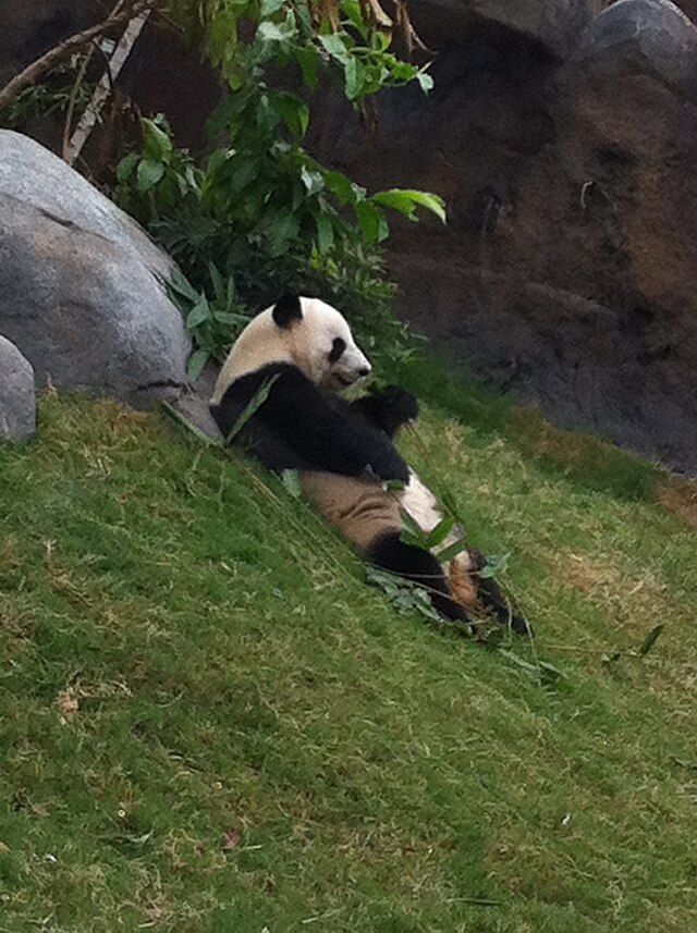 Giant Panda (Ailuropoda Melanoleuca)