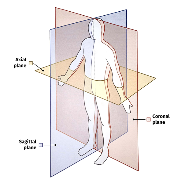 Anatomical space