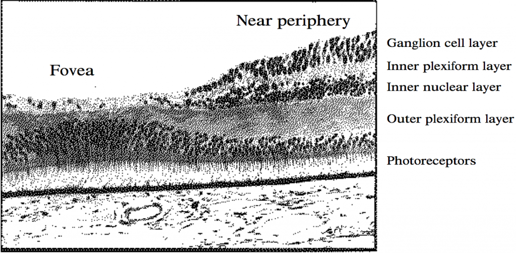 Structure of Retina