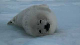 Harp Seal  sleeping baby  3