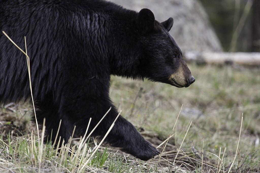 American Black Bear (Ursus Americanus)