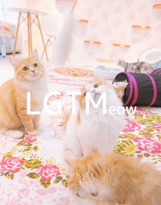 LGTMeow