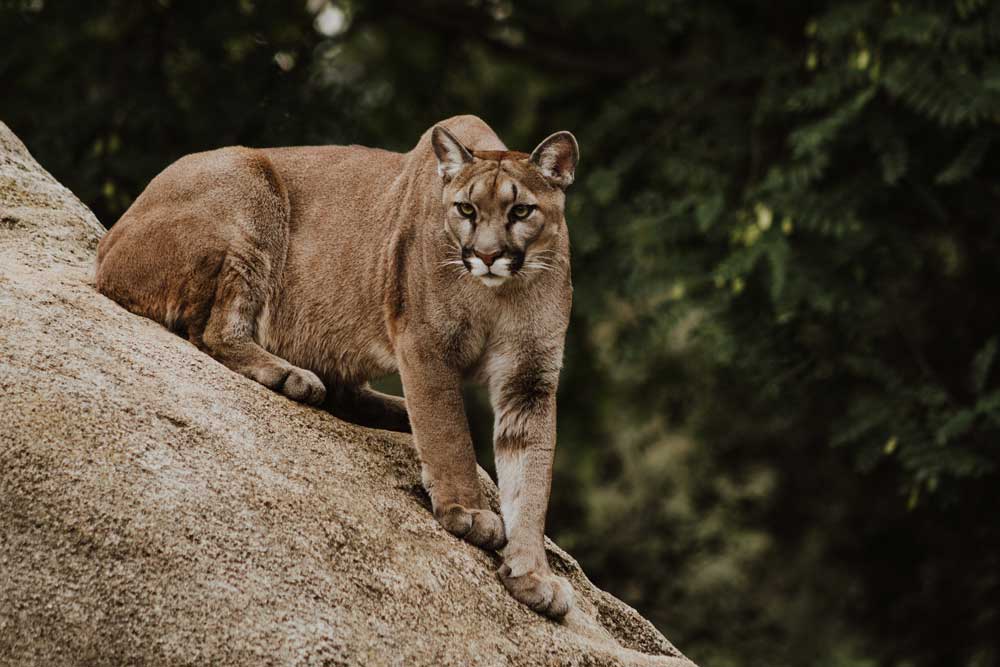 Puma concolor