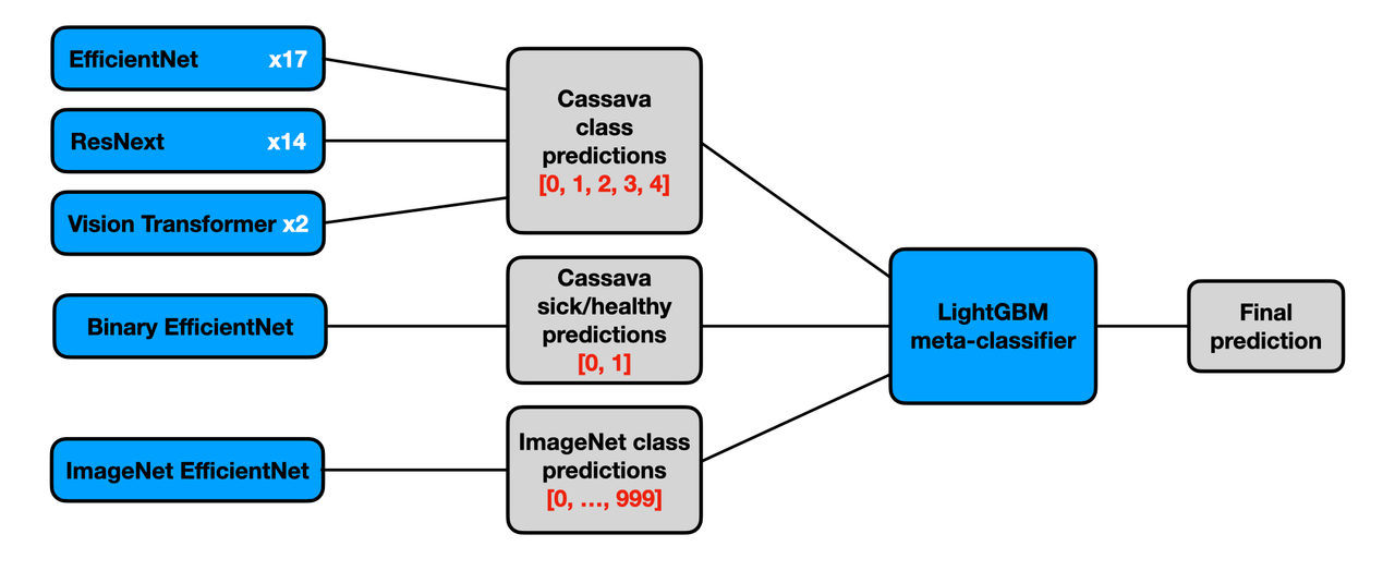 cassava