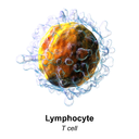 lymphocyte