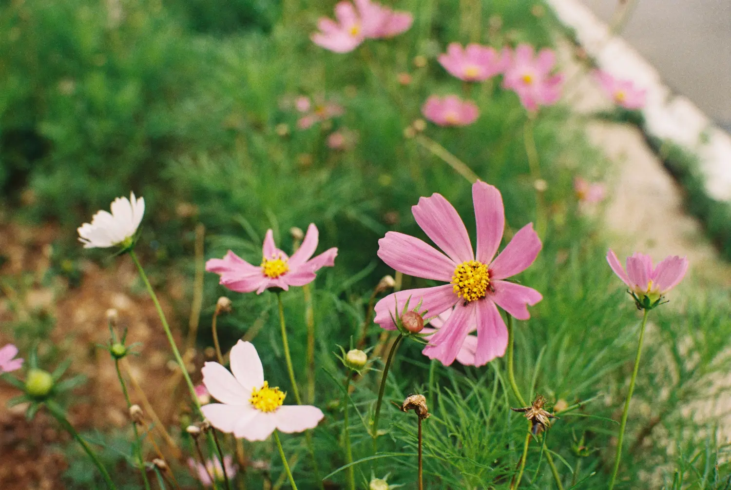 6. 洱海边的格桑花