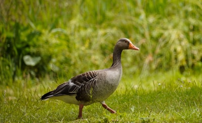 goose image