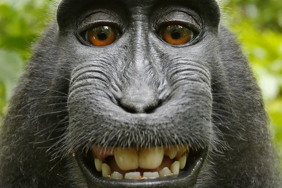 image of monke