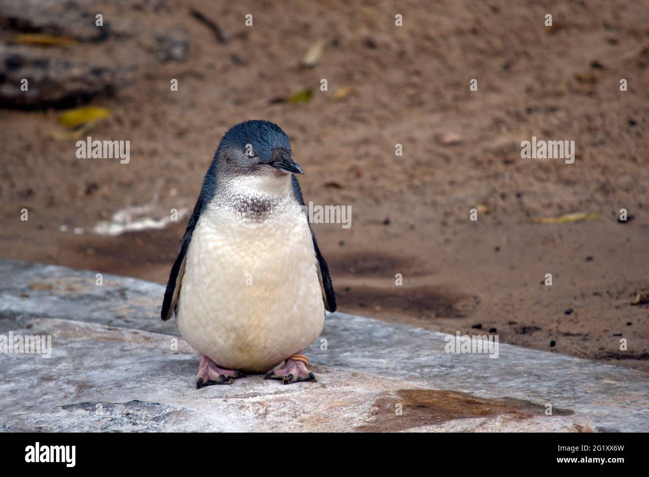 penguin