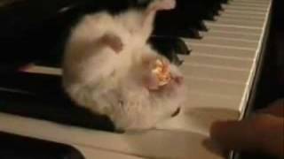 Hamster on a Piano