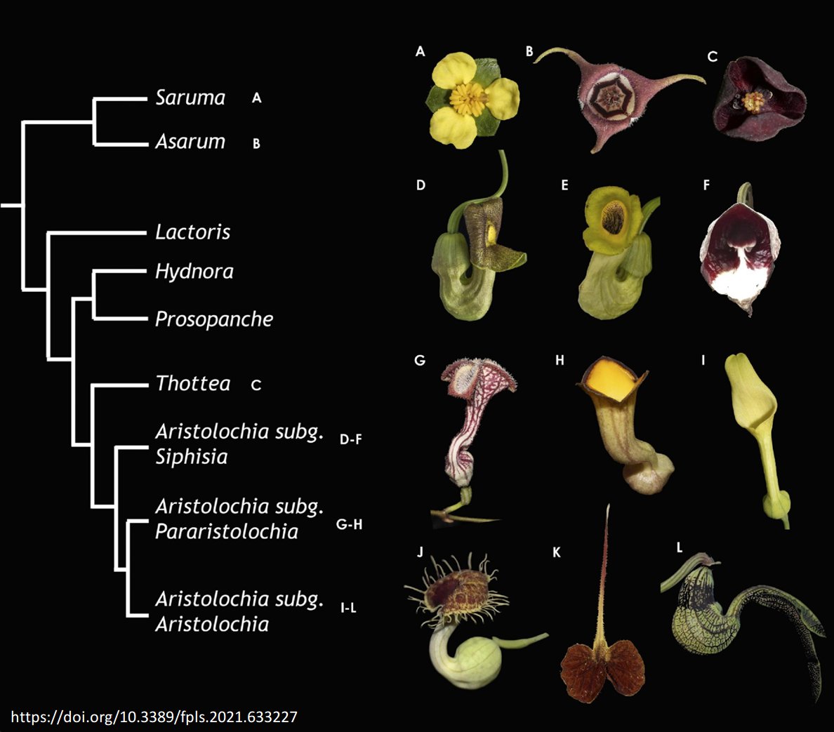 Subgroup 6 R2R3-MYBs control floral color in Aristolochiaceae (Tweet #13)