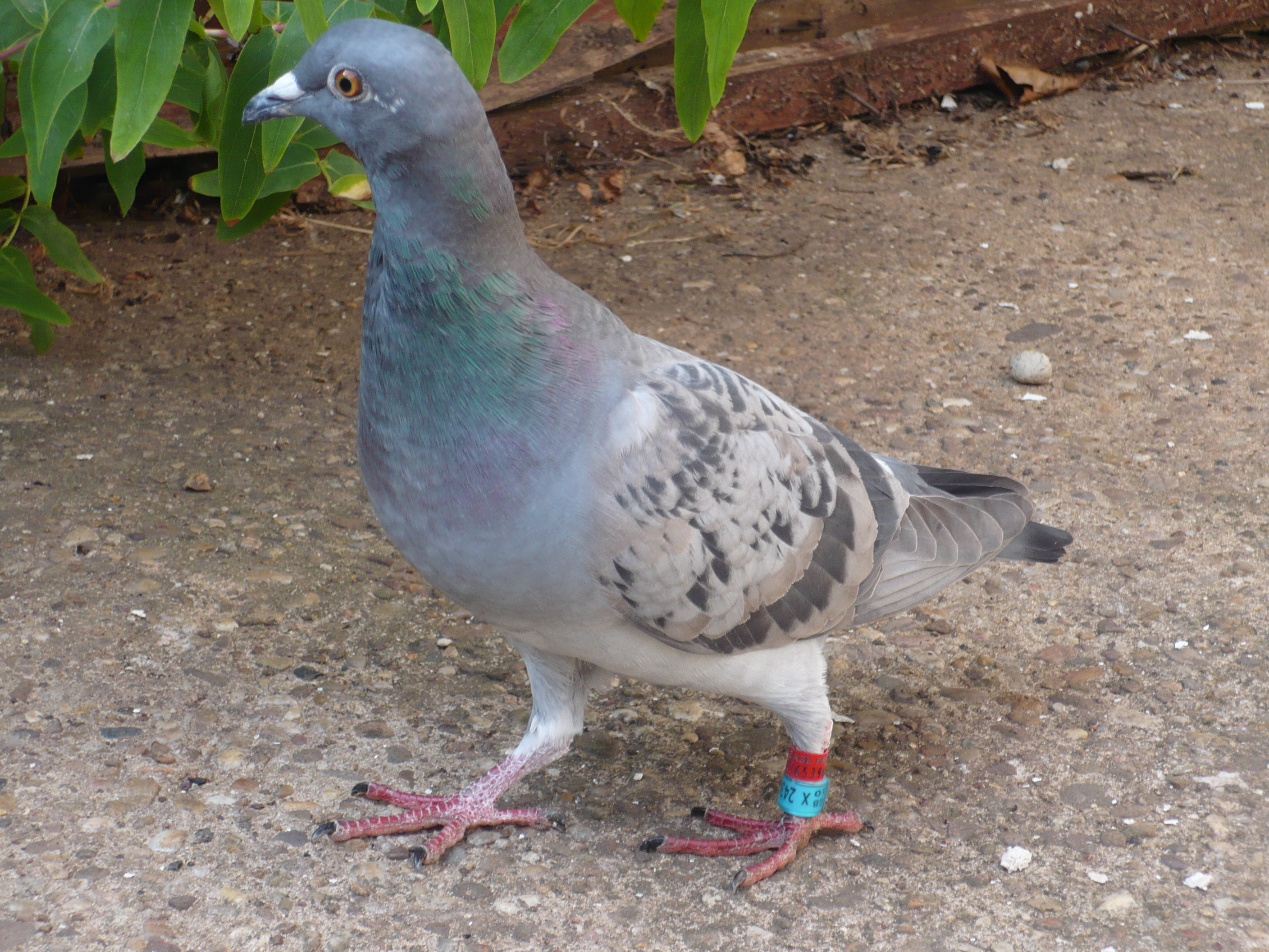 A messenger pigeon
