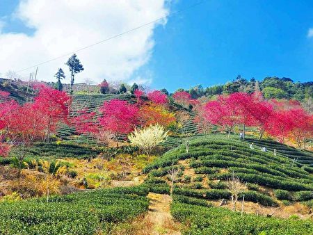 古坑山区盛开的樱花