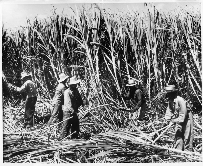 Sugarcane Plantation