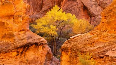 Cottonwood trees and red sandstone in Coyote Gulch, Glen Canyon National Recreation Area, Utah (© Stephen Matera/Tandem Stills + Motion)