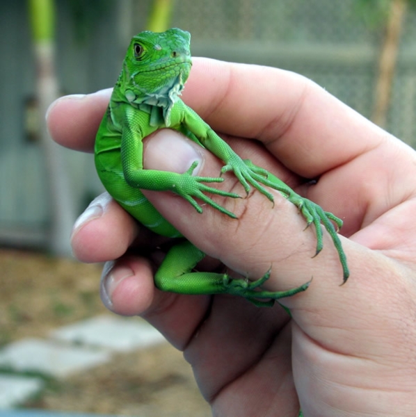 baby iguana