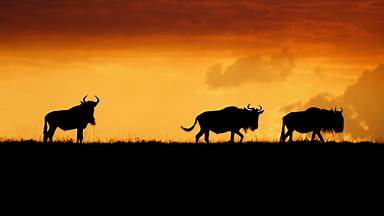 Wildebeests in the Maasai Mara National Reserve, Kenya (© Matt Polski/Getty Images)