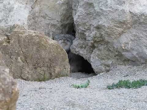 IMAGE Pallas cat checks out camera