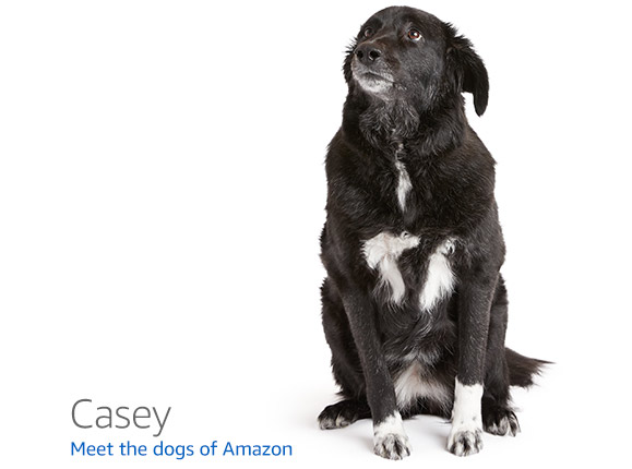 Amazon.com の 404 ページに表示される犬の一覧 · GitHub