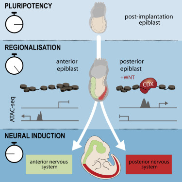 Graphical abstract