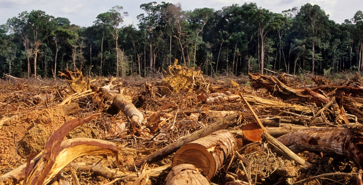 Image of a forest being cleared, representing industrial deforestation