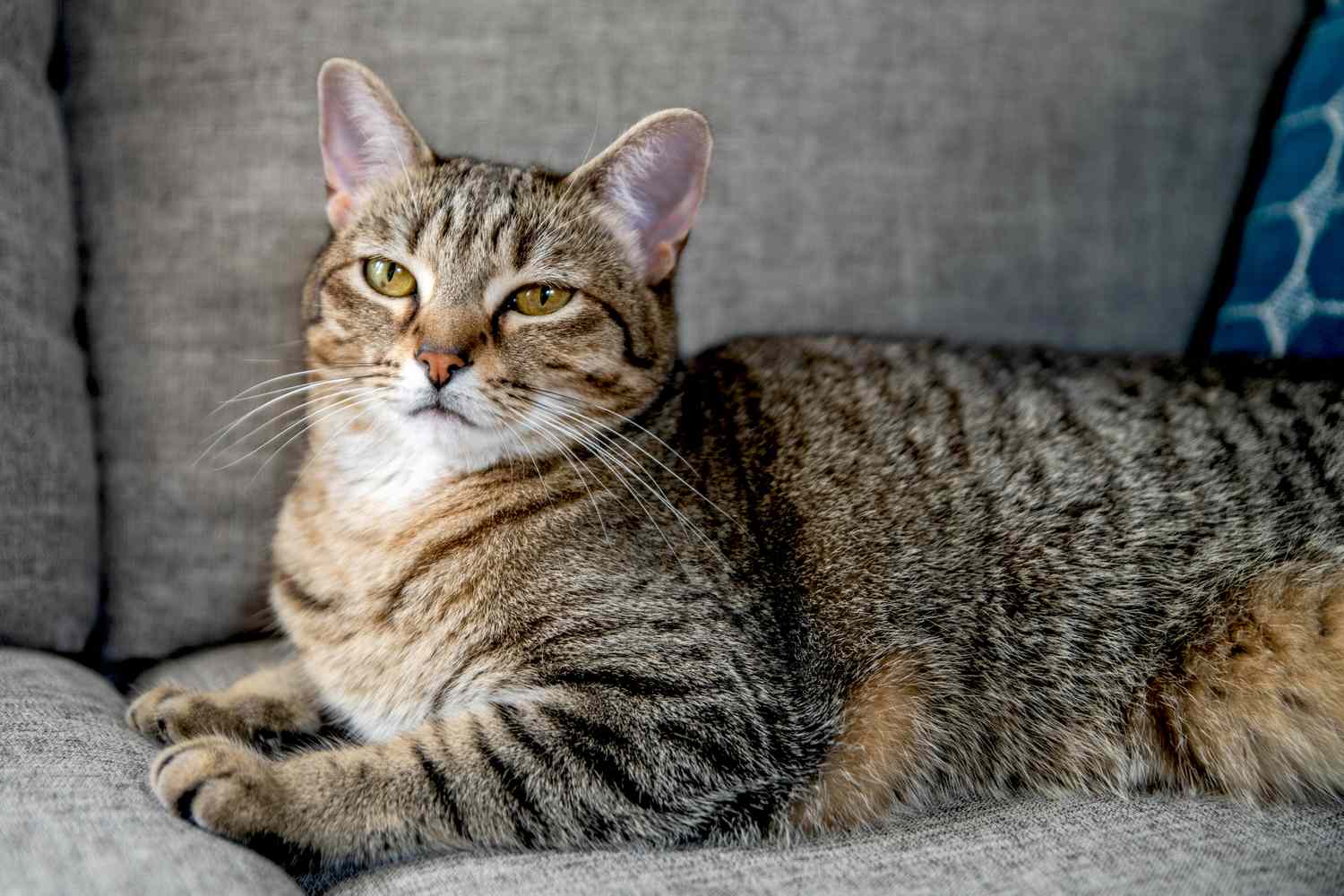A white cat on a white background in light mode. A black cat on a black background in dark mode. Otherwise, a tabby cat looks grumpy on a sofa