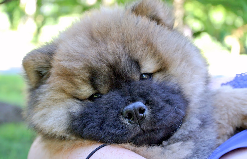 dog image