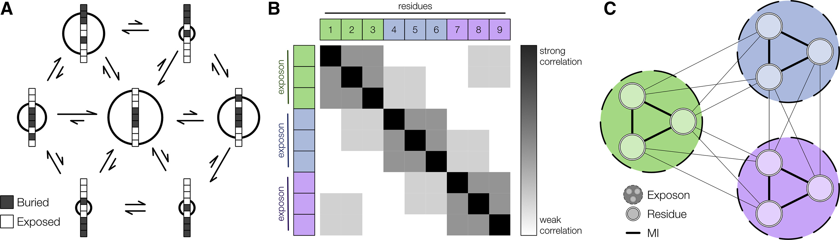 A schematic of the exposons pipeline