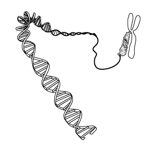 A chromosome, made of DNA