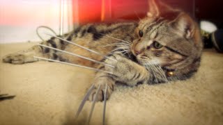 X-Men Origins: Wolverine Cat