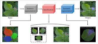 Plant Classification