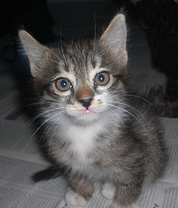 Persian Cat (kitten)