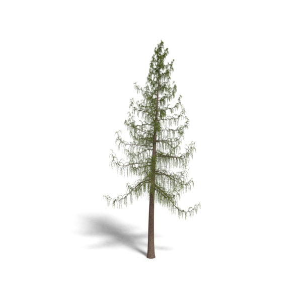 european_larch