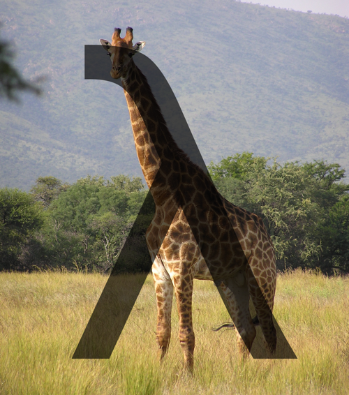 Lambda Giraffe