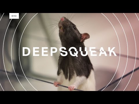 DeepSqueak Video