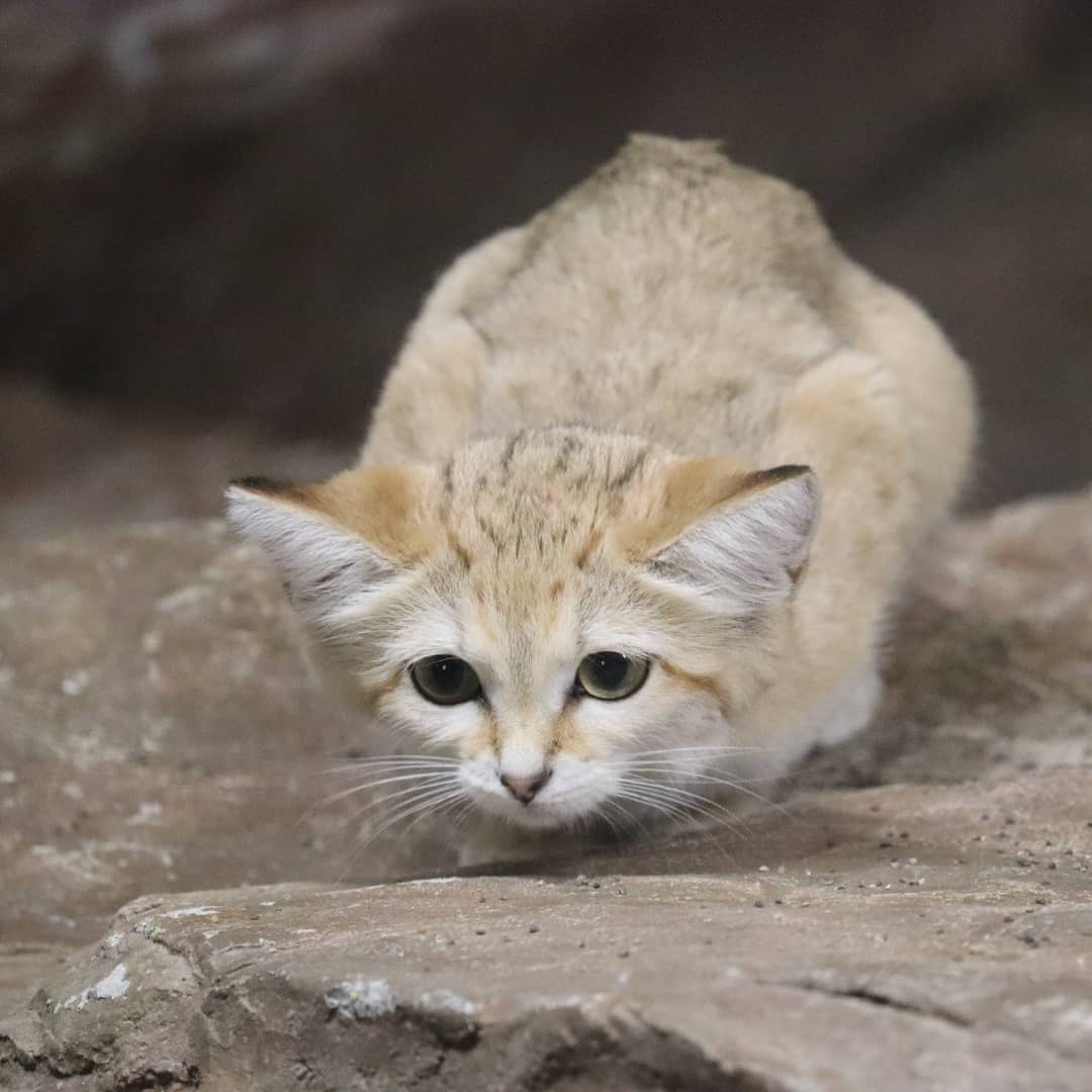 sand cat