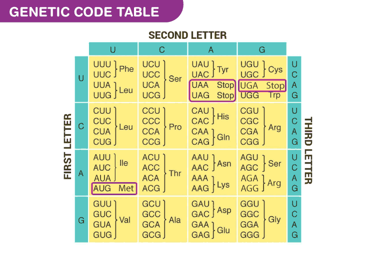 Genetic Code