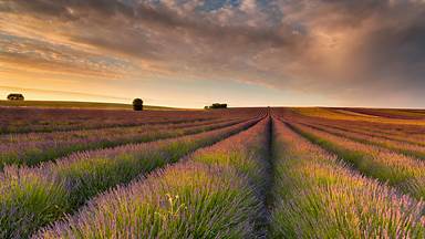 A sea of purple