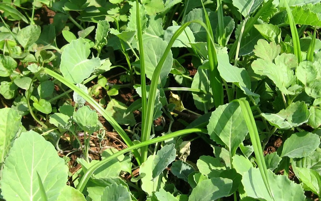 https://www.bigtoolbox.com/weeds-in-your-vegetable-garden/