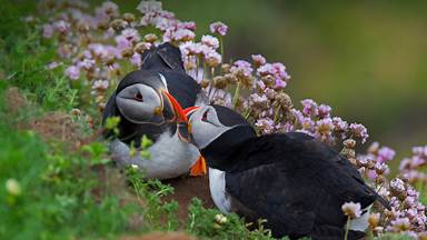 Atlantic puffin pair billing, Shetland Islands, Scotland (© Vince Burton/Minden Pictures)