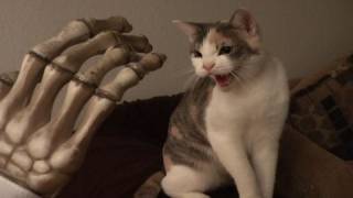 Cat hissing at evil toy hand