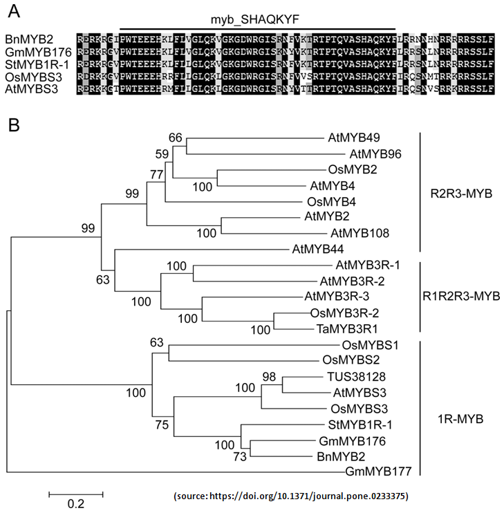 MYB2 of <i>Boehmeria nivea</i> (Tweet #12)