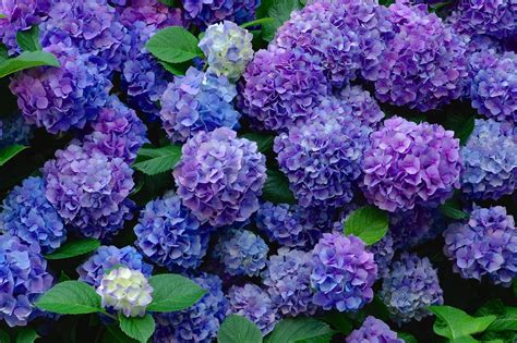 Hydrangeas wallpapers