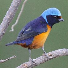 Elegant Euphonia Pic