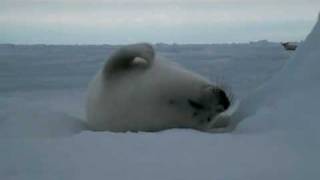 Harp Seal  sleeping baby  1