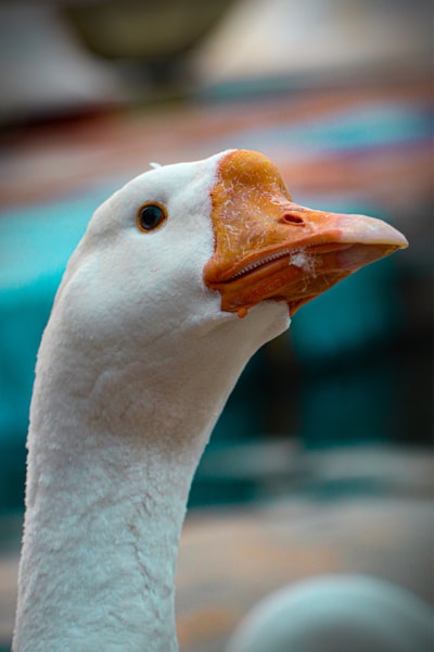 goose image