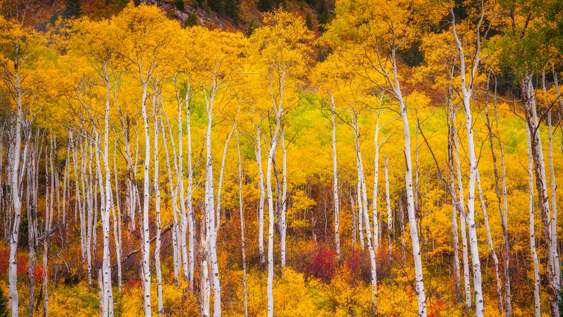 Colorado in full color