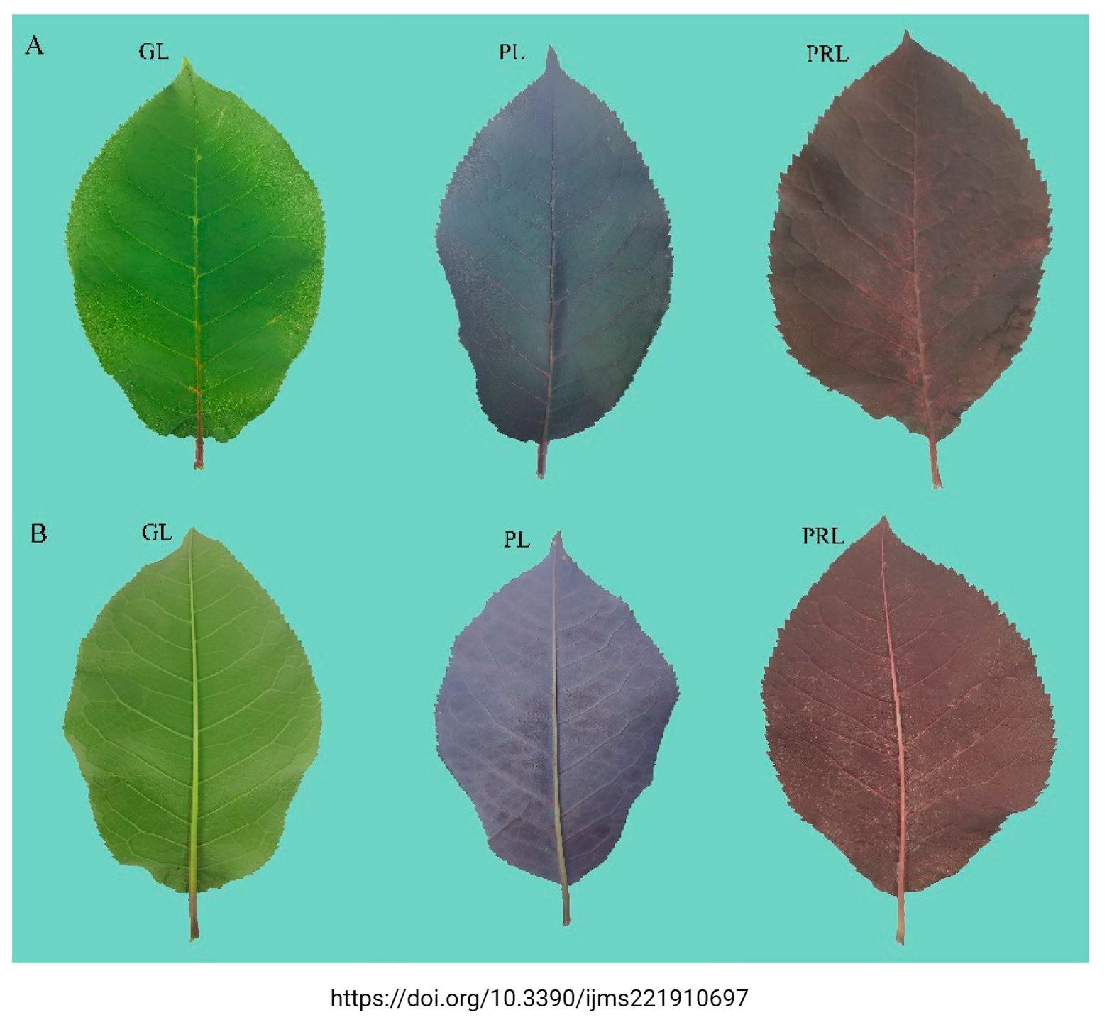 Chokecherry pigmentation (Tweet #34)