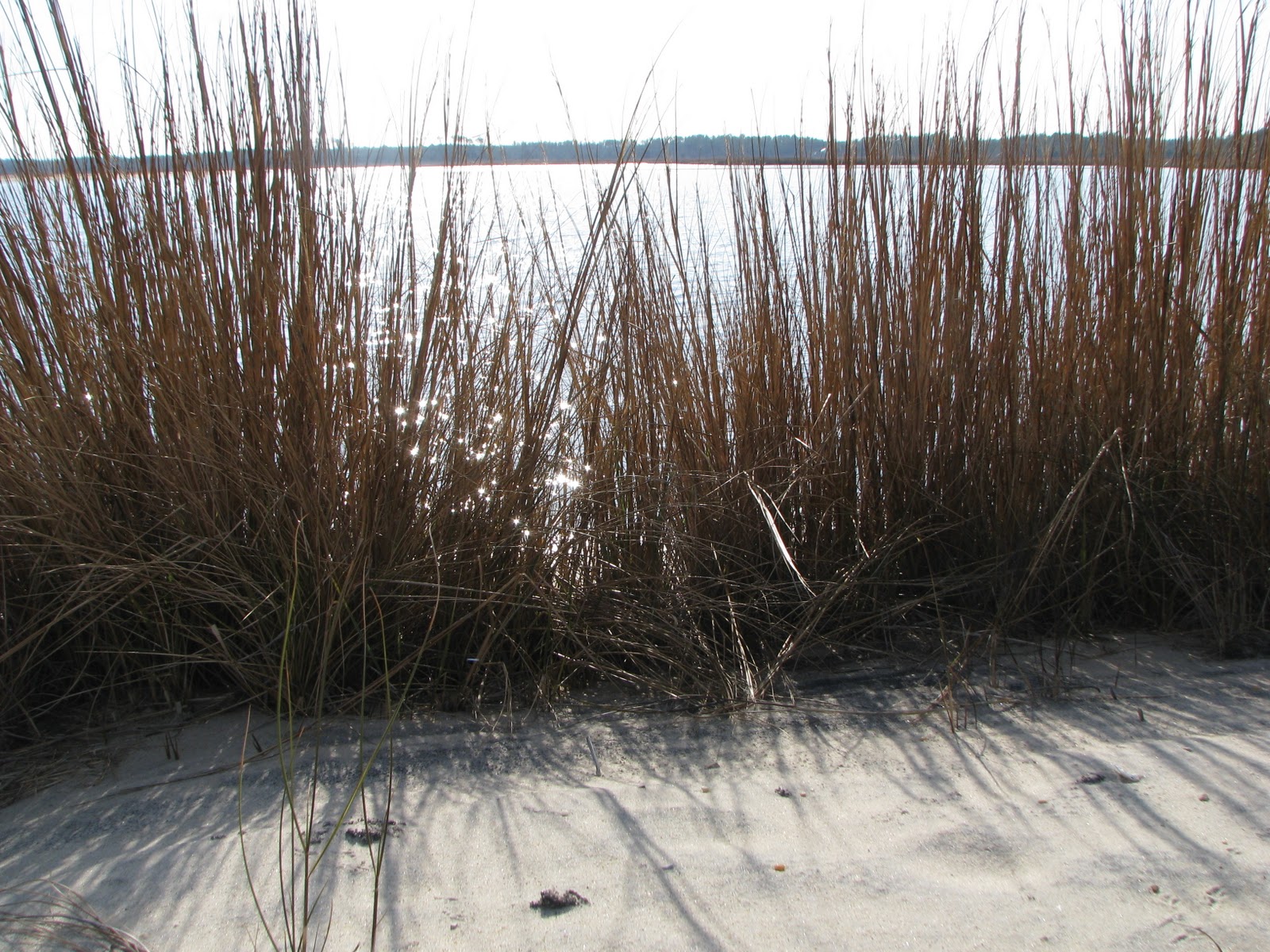 marshgrass